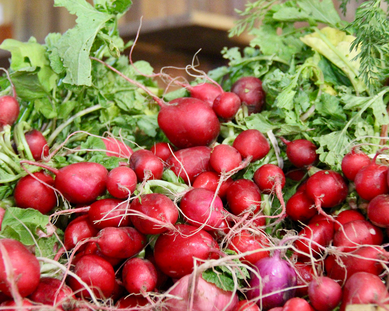 Michael Mount Waldorf School The Greater Waldorf Community 9788