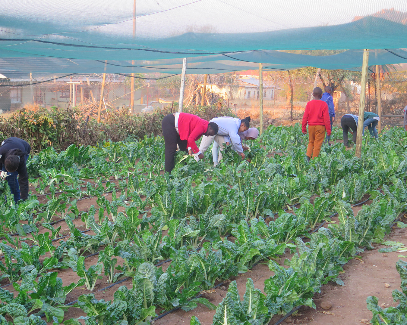 Michael Mount Waldorf School The Greater Waldorf Community 9788